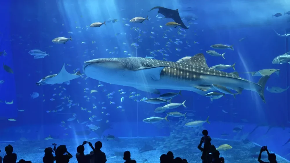 El Acuario Churaumi en Okinawa