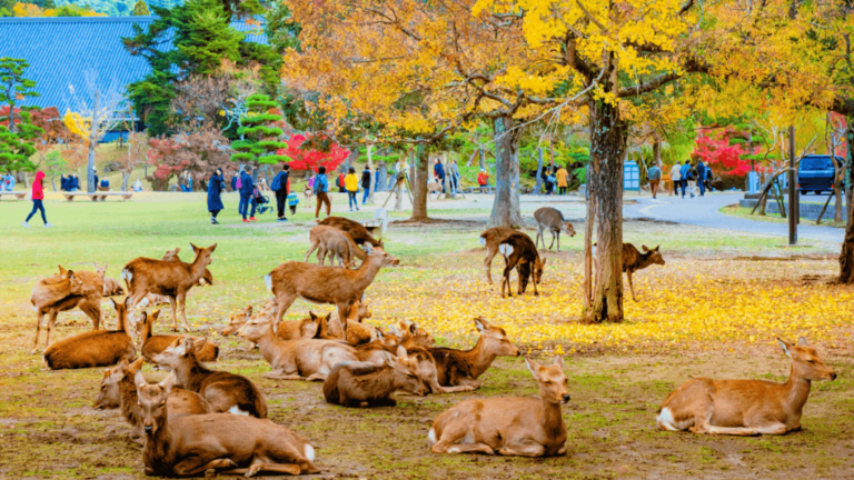 Lugares que ver en Nara. Ciervos de Nara en Kansai